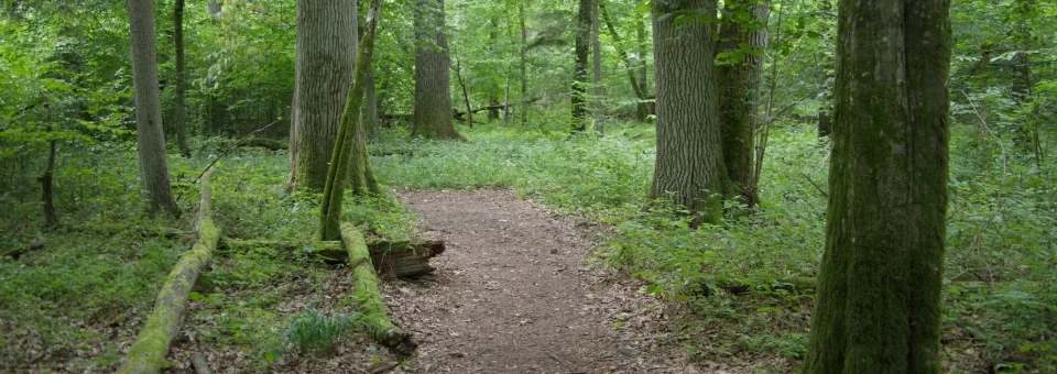 Białowieża National Park — image 6 of 10