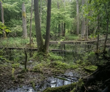 Białowieża National Park — image 9 of 10