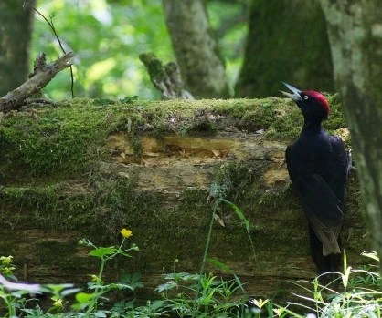 Białowieża National Park — image 7 of 10