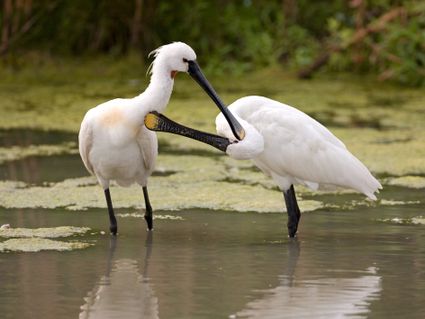 Nieuw Land National Park — image 7 of 10