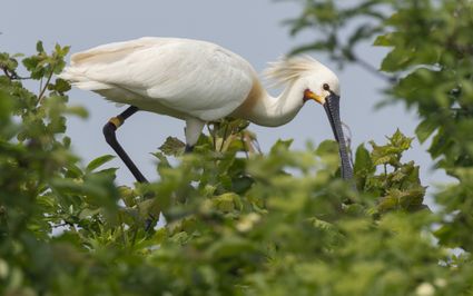 Nieuw Land National Park — image 4 of 10