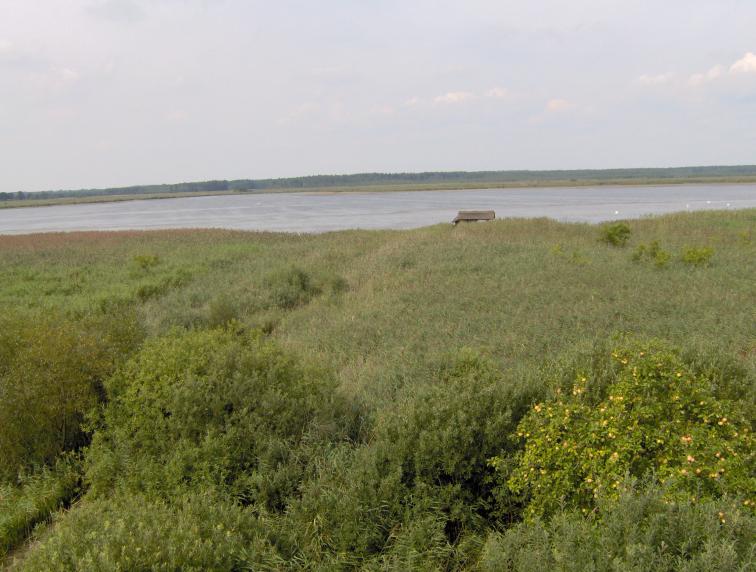 Świdwa