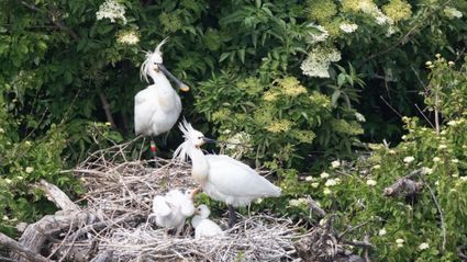 Nieuw Land National Park — image 5 of 10