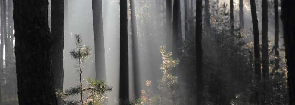 Krajna Landscape Park — image 5 of 10