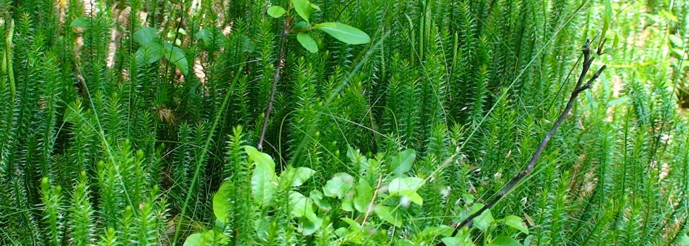 Krajna Landscape Park — image 10 of 10