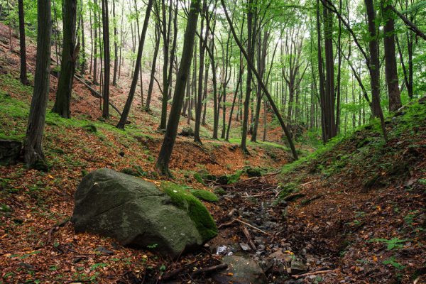 Chełmy Landscape Park — image 7 of 10