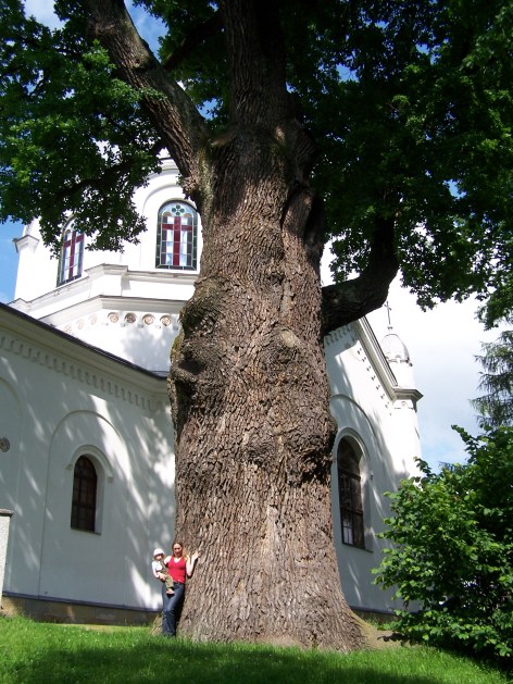 Dąb Poganin