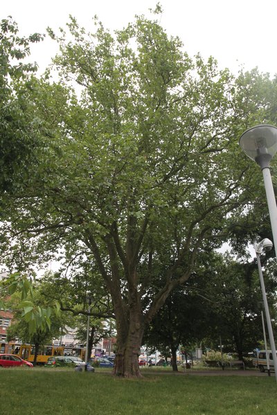 Oude bomen