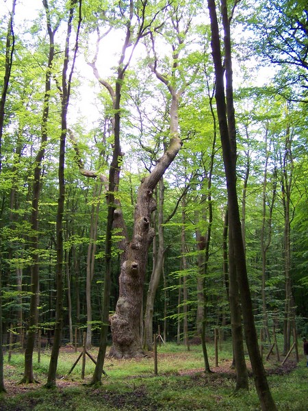 Bolesławeik